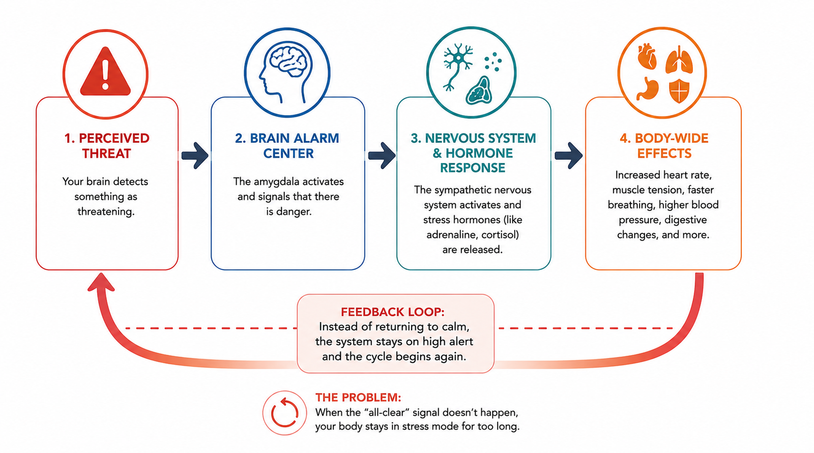 Flow diagram showing a chronic stress response loop from perceived threat to brain alarm center, nervous system activation, hormone release and body-wide effects