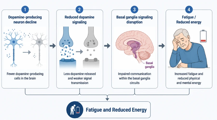 Dopamine cell decline and energy connection diagram