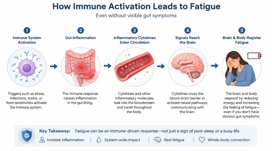 Simple diagram showing gut inflammation, inflammatory cytokines circulating, and brain and body fatigue signaling independent of visible gut symptoms